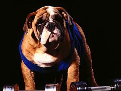 Pumped Up Pooch, Bulldog Mix